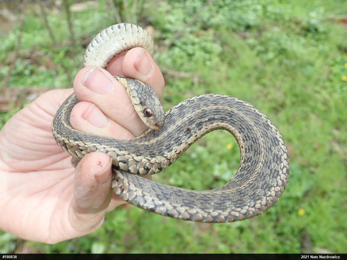 Eastern Gartersnake