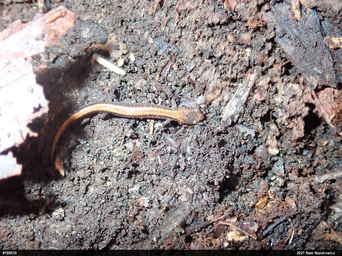 Eastern Red-backed  Salamander