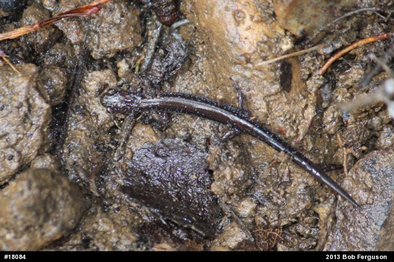 Eastern Red-backed  Salamander
