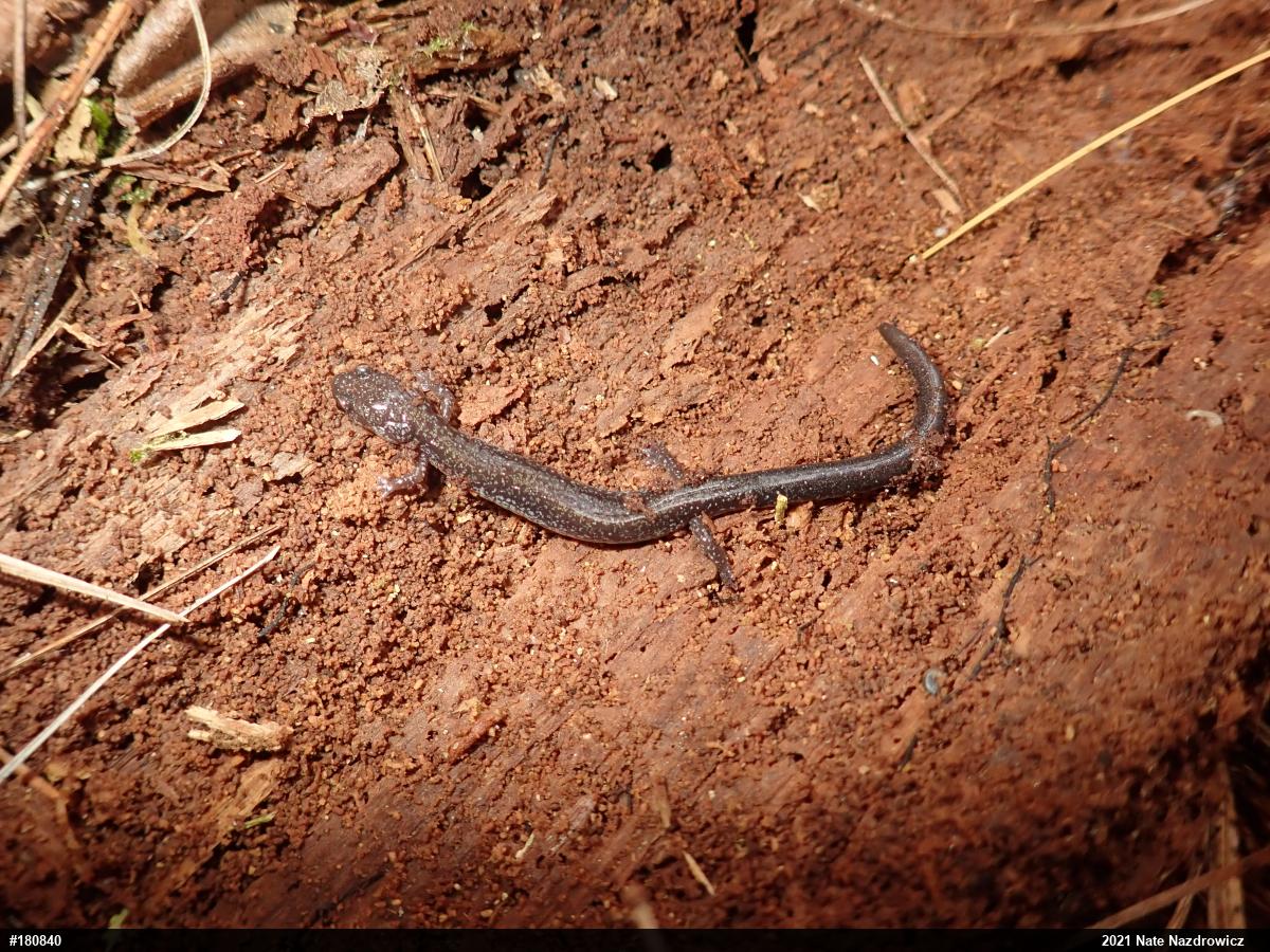 Eastern Red-backed  Salamander