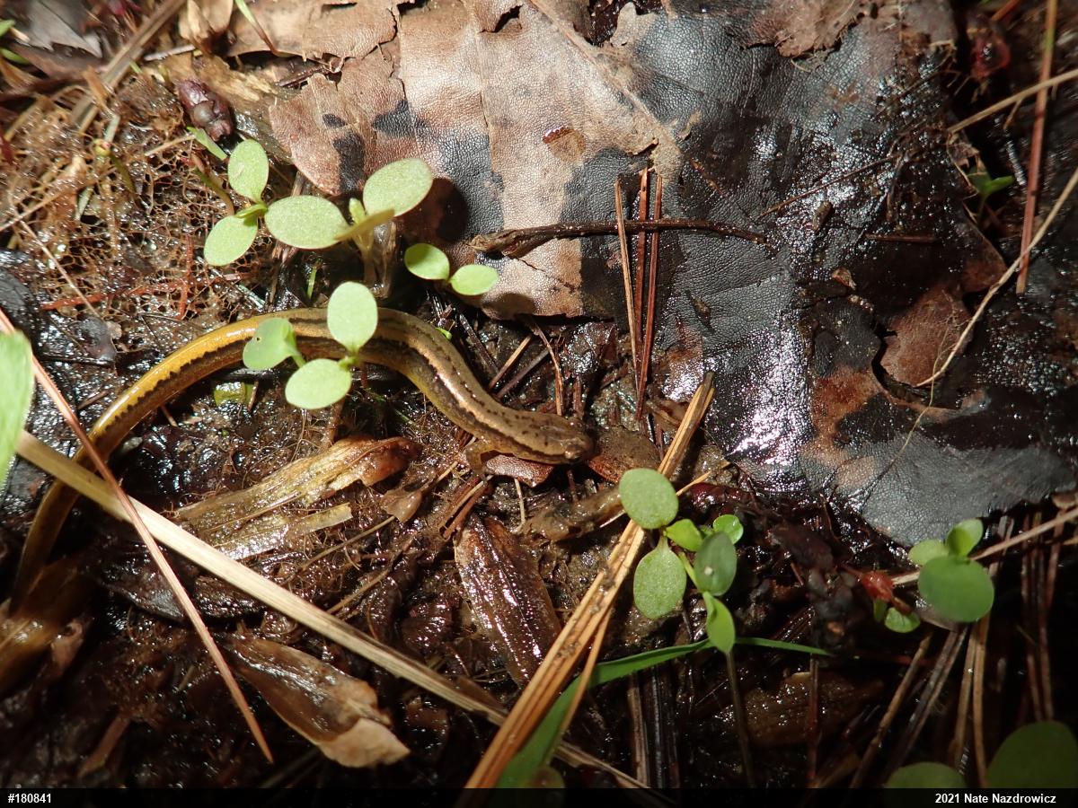 Northern Two-lined Salamander