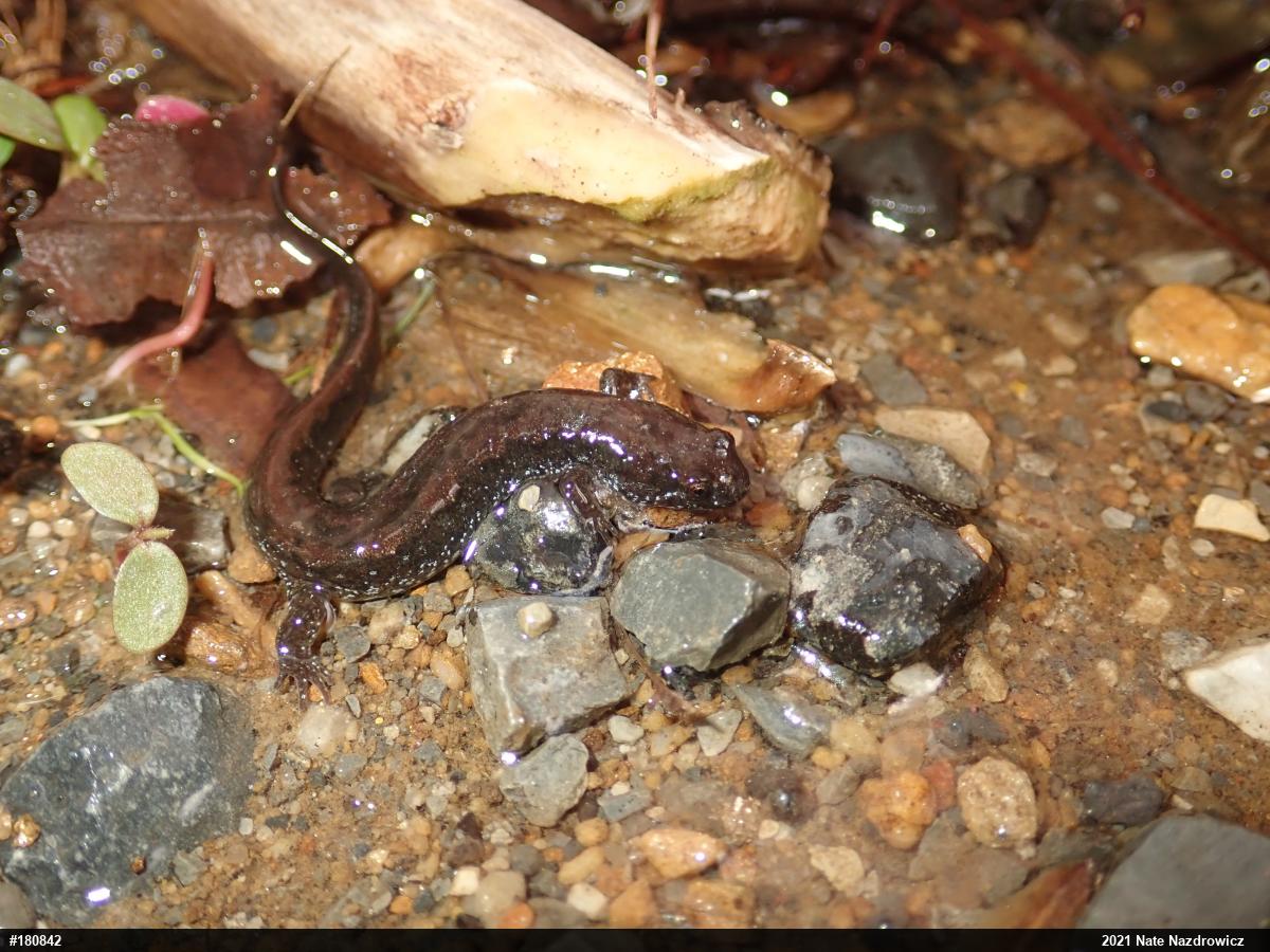 Northern Dusky Salamander