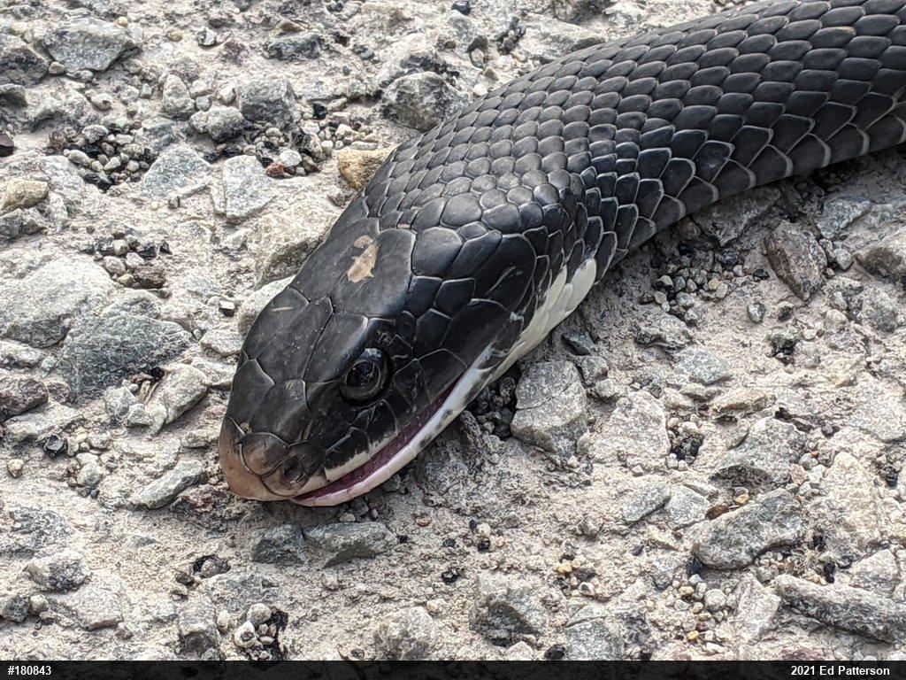 Northern Black Racer