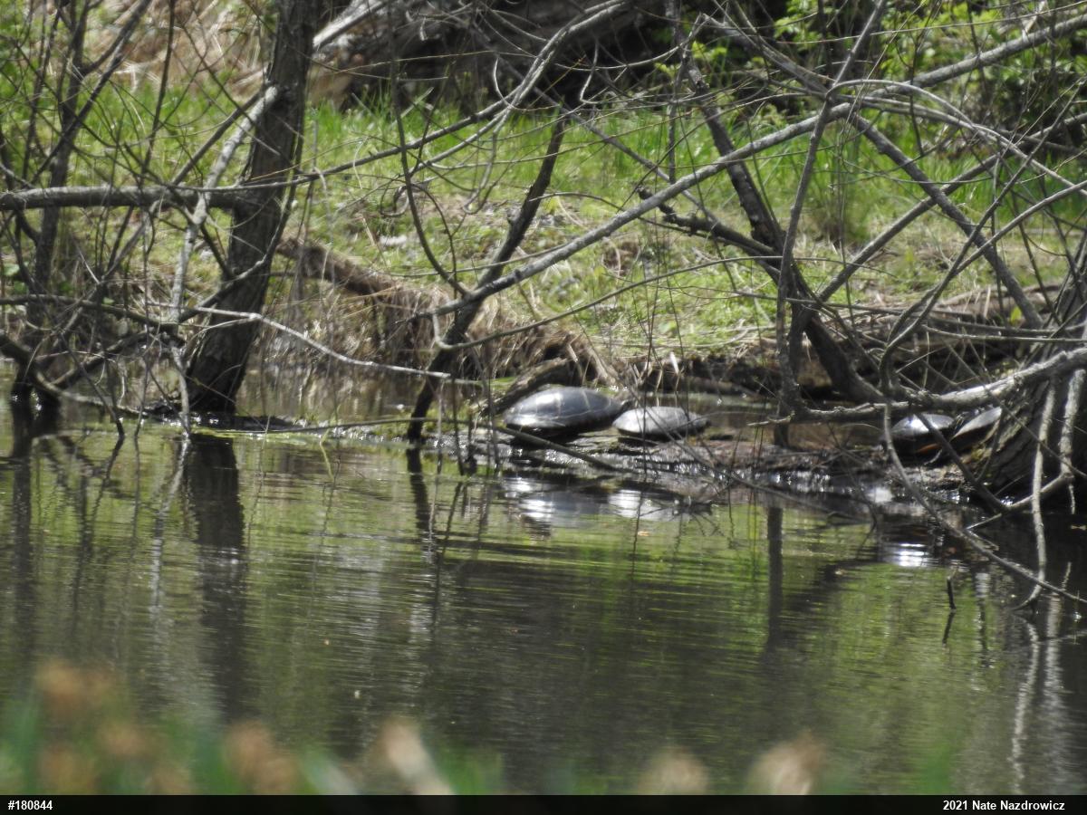 Painted Turtle