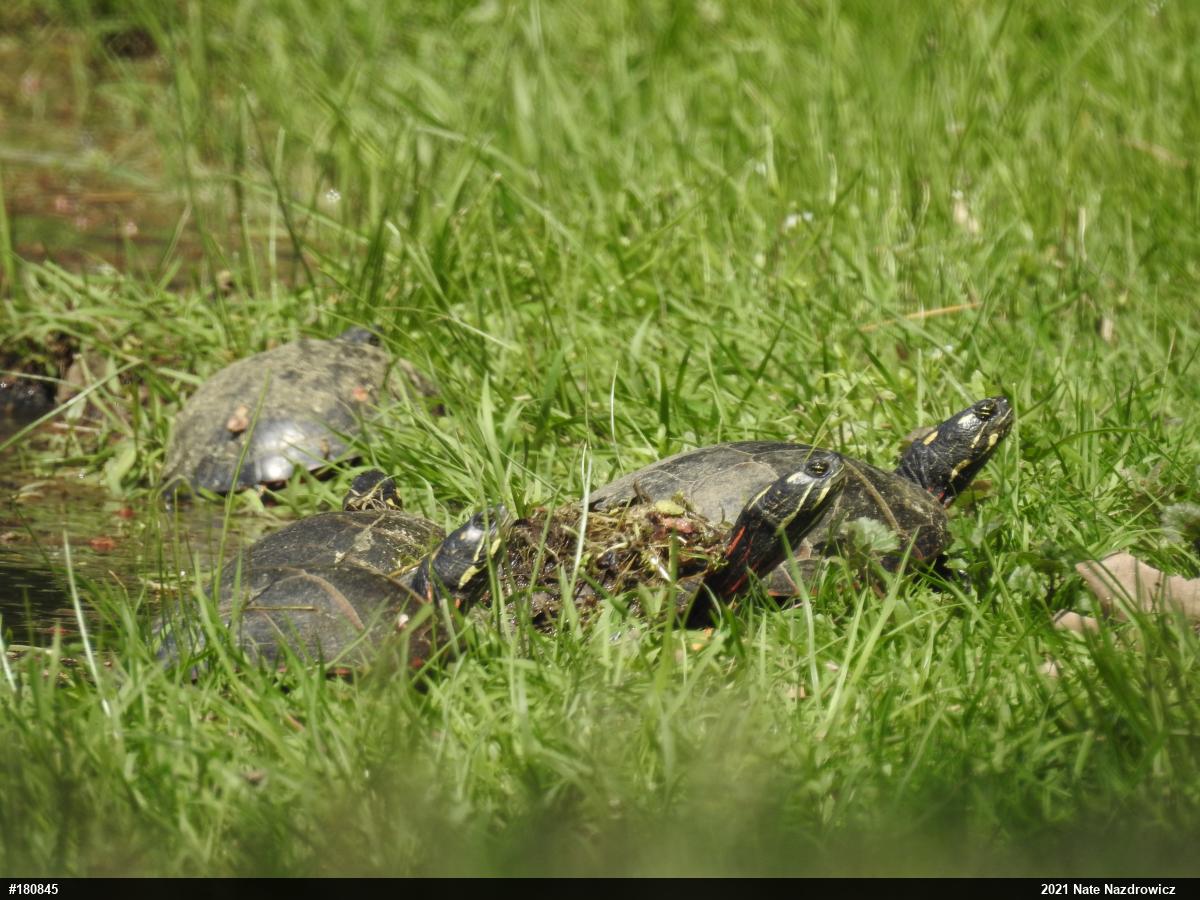 Painted Turtle
