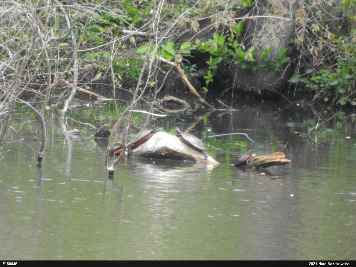 Painted Turtle
