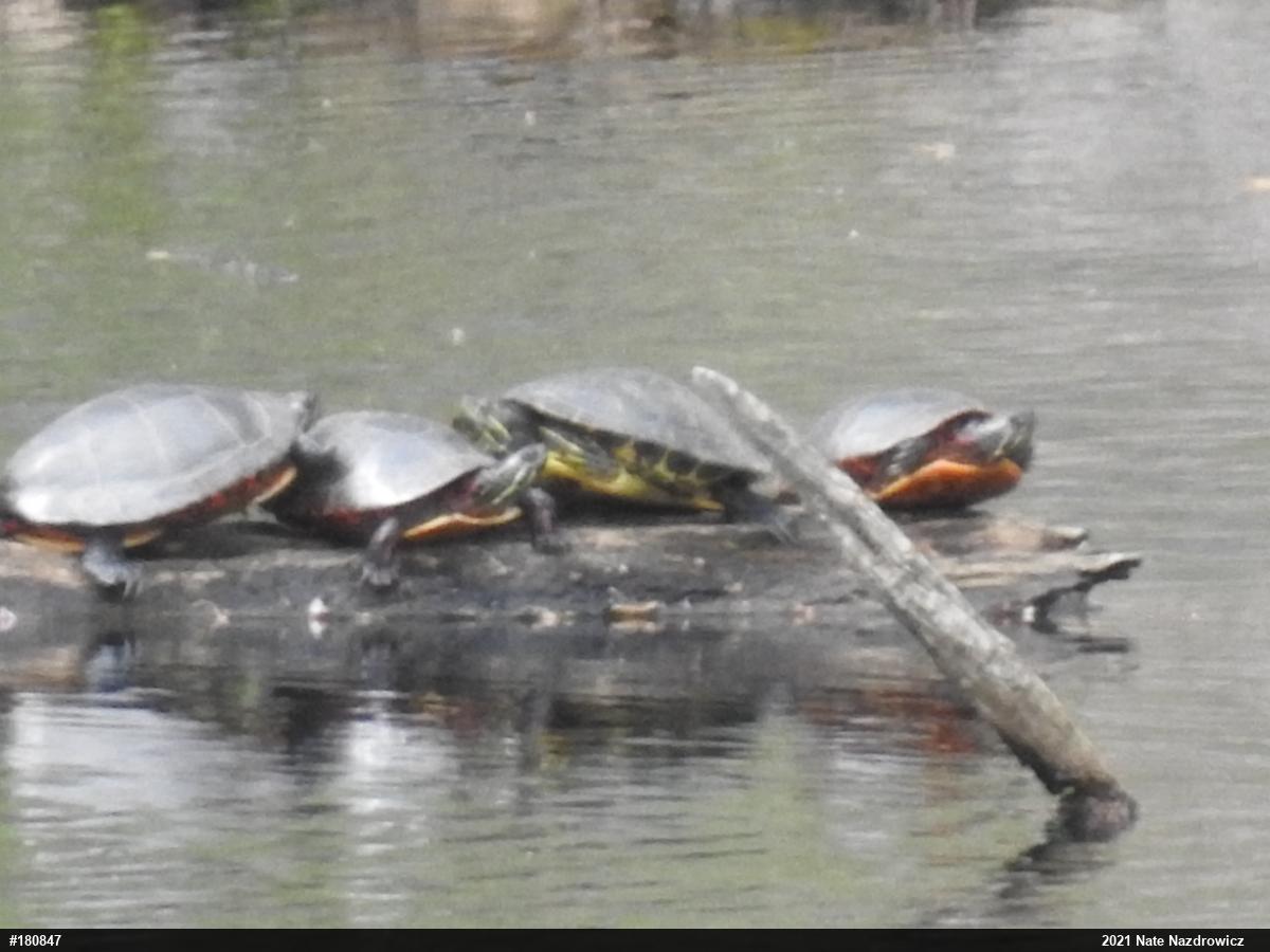 Painted Turtle