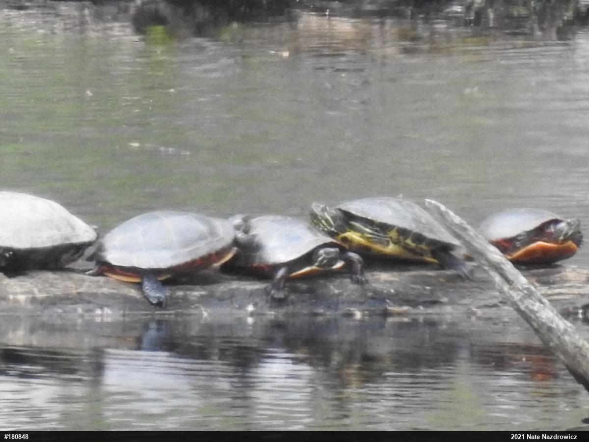 Red-eared Slider