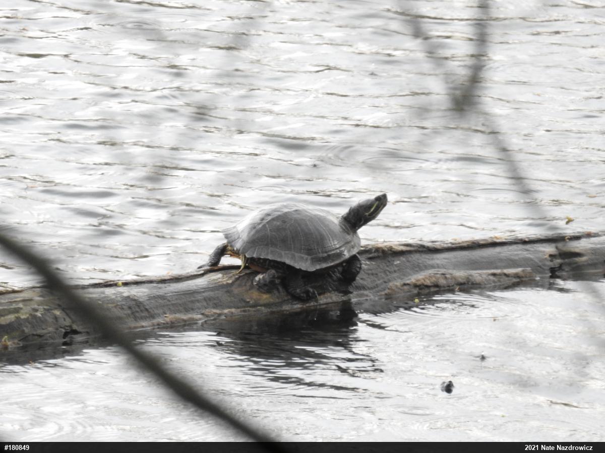 Red-eared Slider