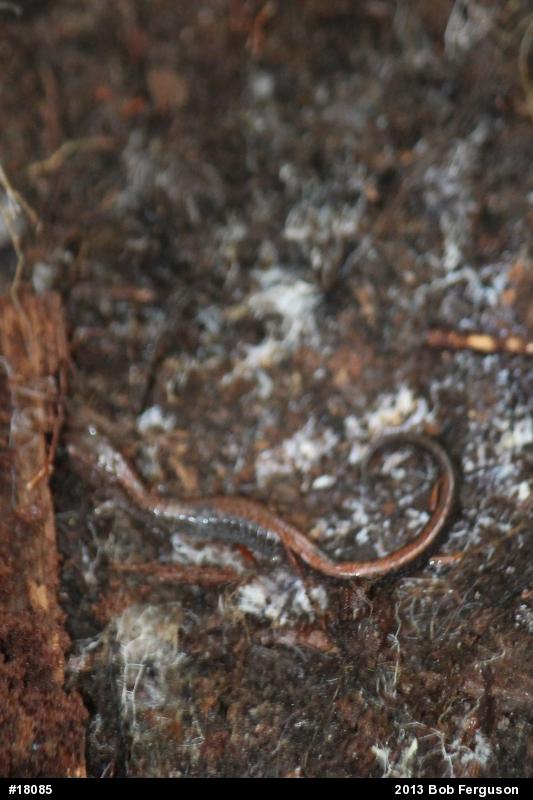 Eastern Red-backed  Salamander