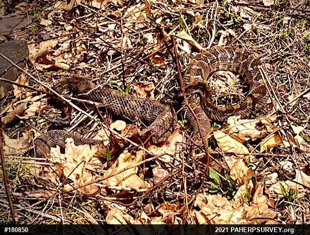 Timber Rattlesnake