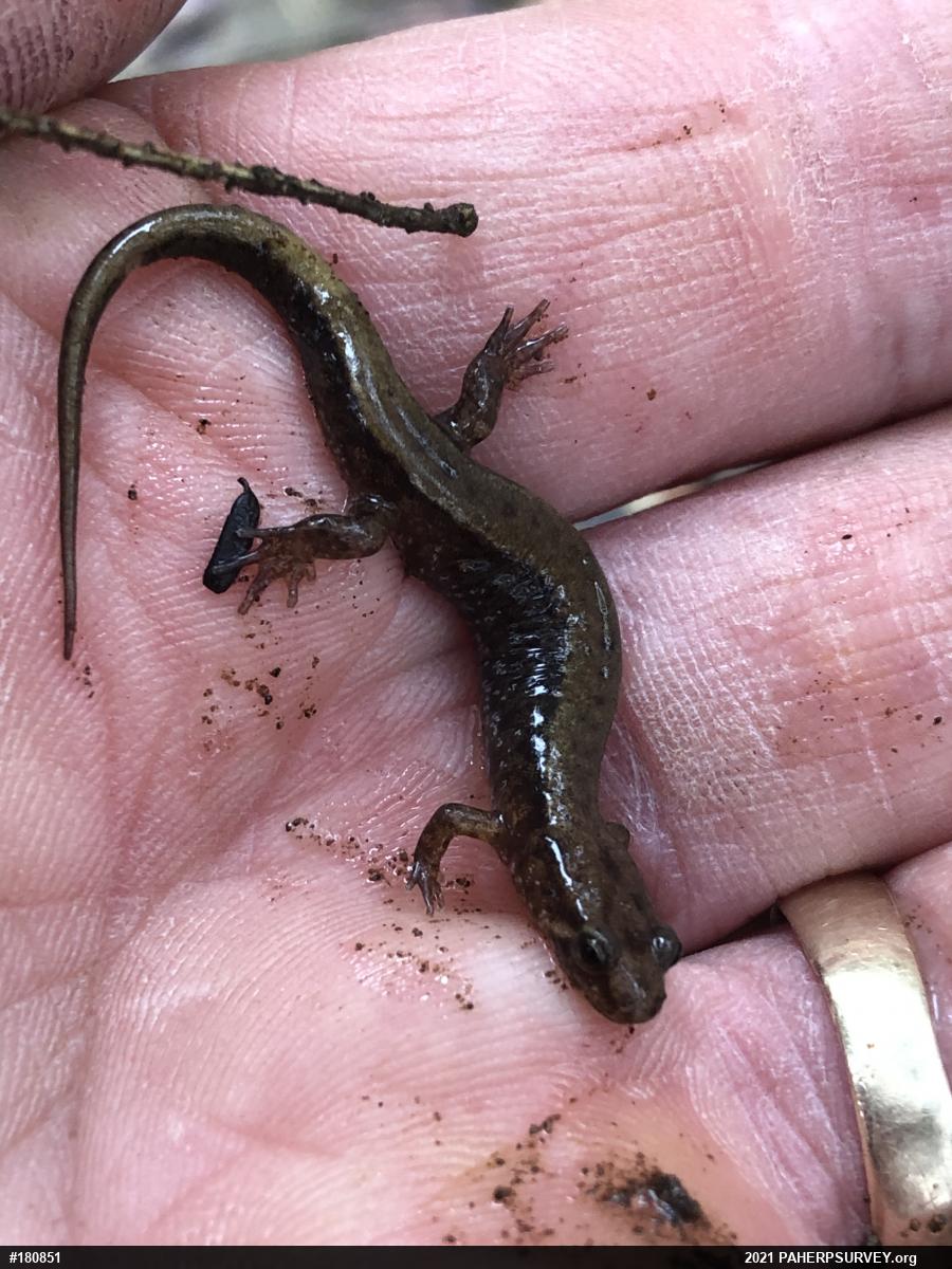 Allegheny Mountain Dusky Salamander