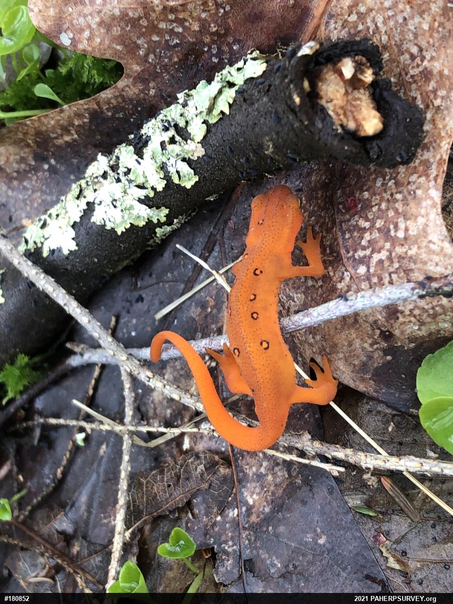 Red-spotted Newt
