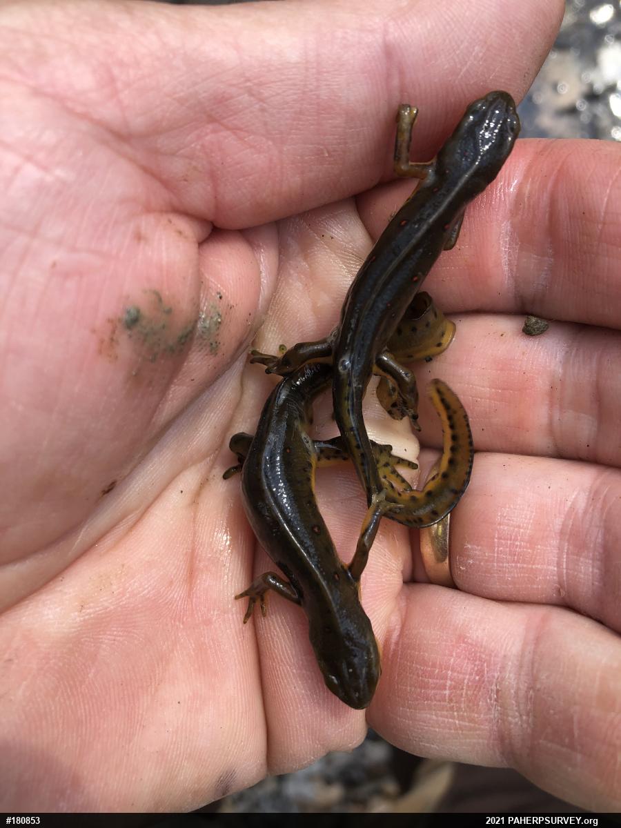 Red-spotted Newt