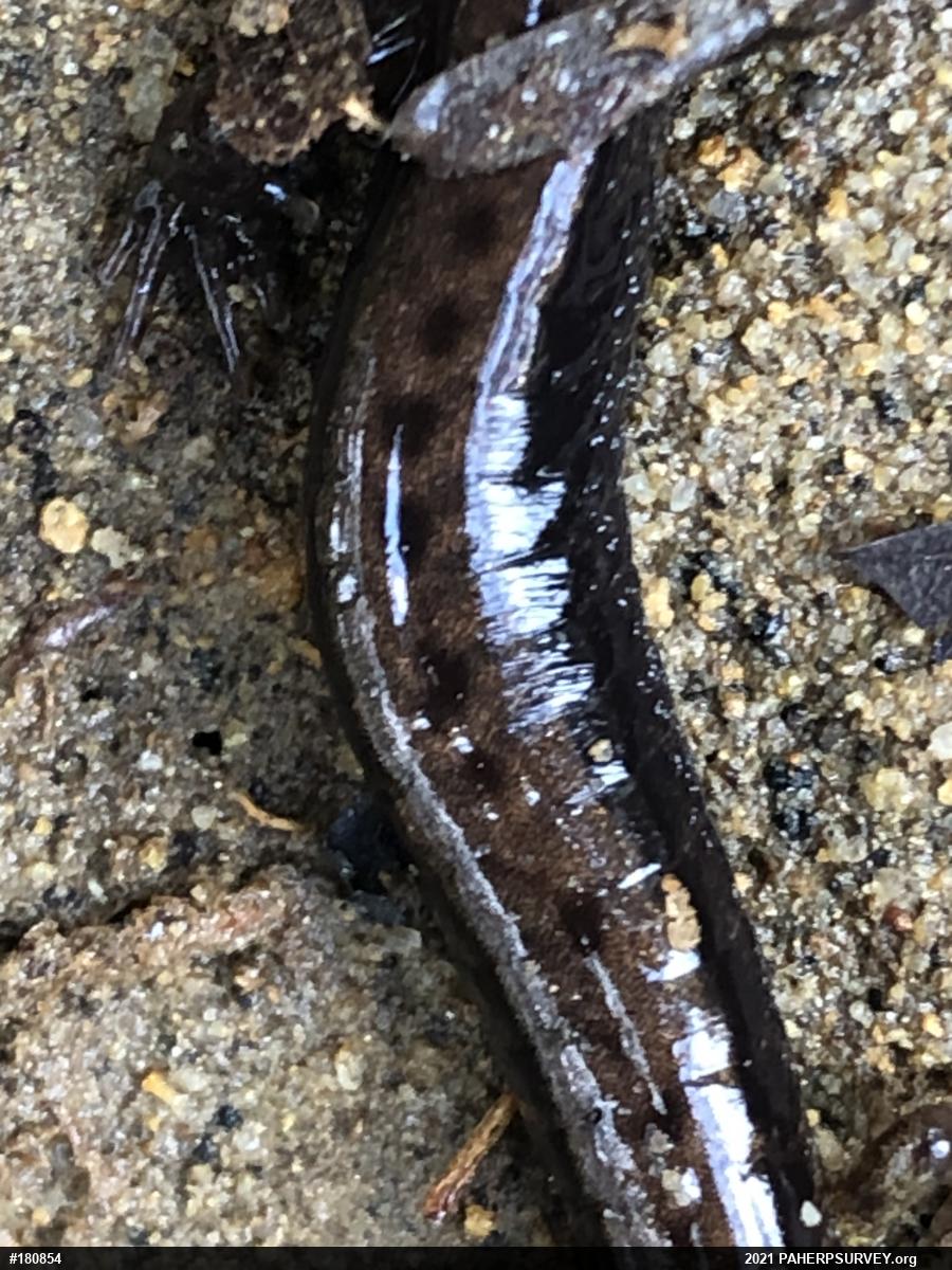 Allegheny Mountain Dusky Salamander