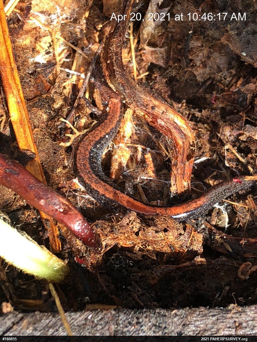 Eastern Red-backed  Salamander