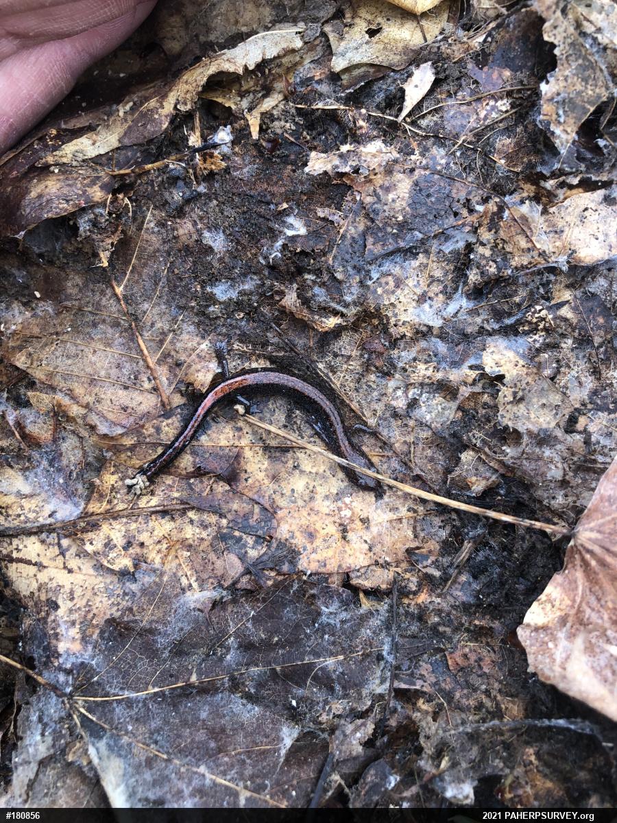 Eastern Red-backed  Salamander