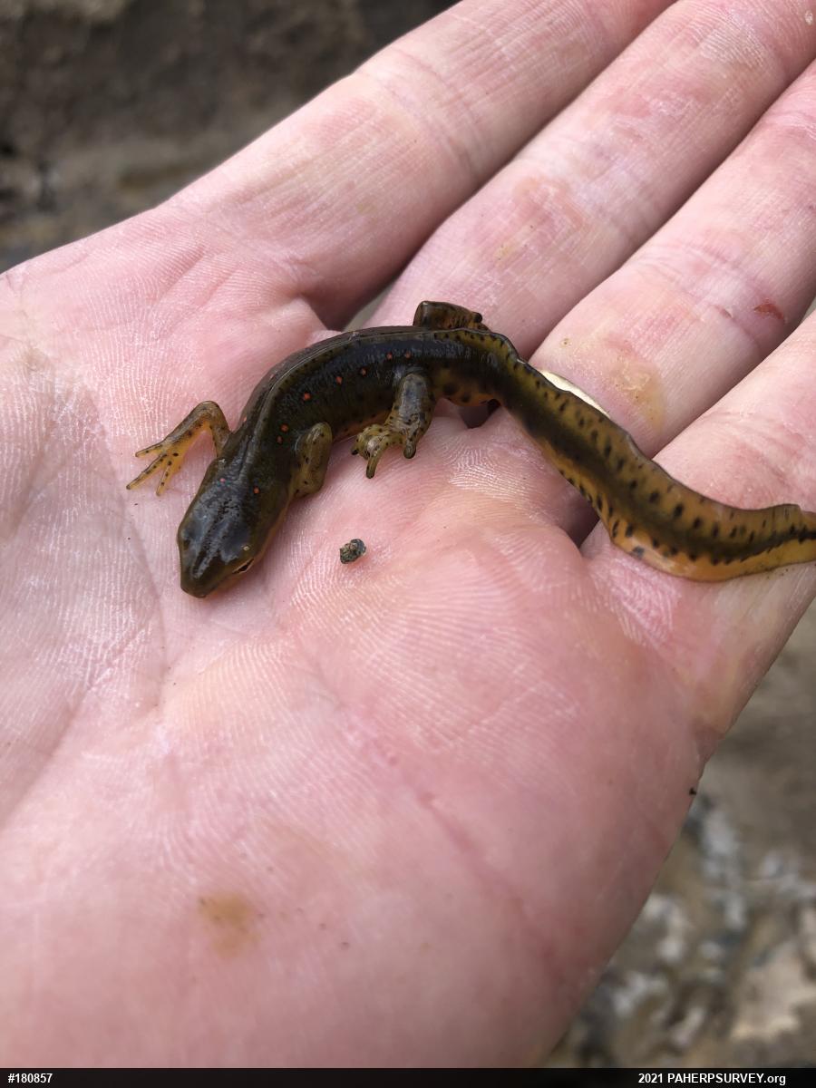 Red-spotted Newt