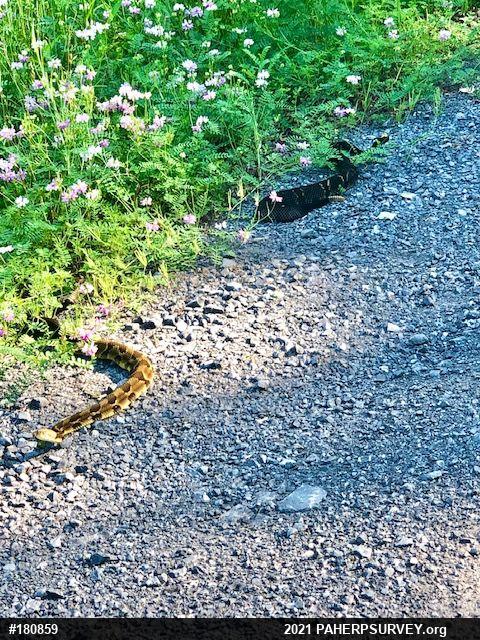 Timber Rattlesnake
