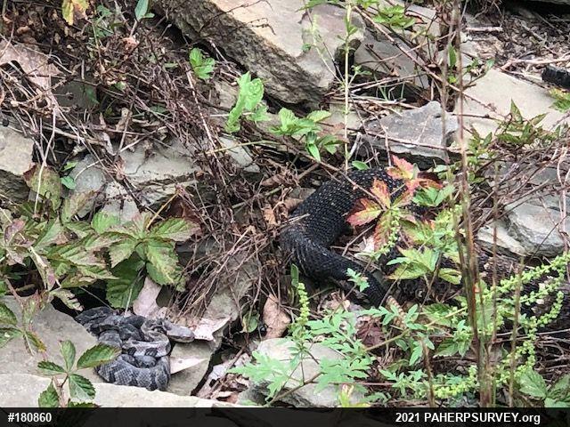 Timber Rattlesnake
