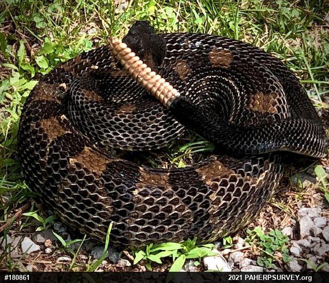 Timber Rattlesnake