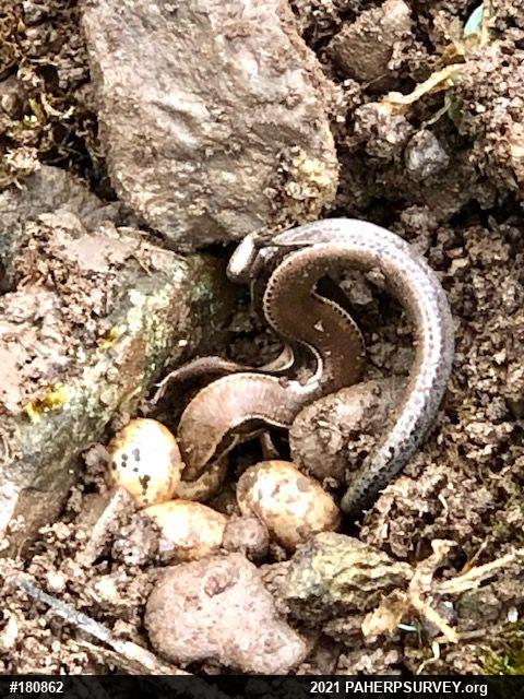 Northern Coal Skink