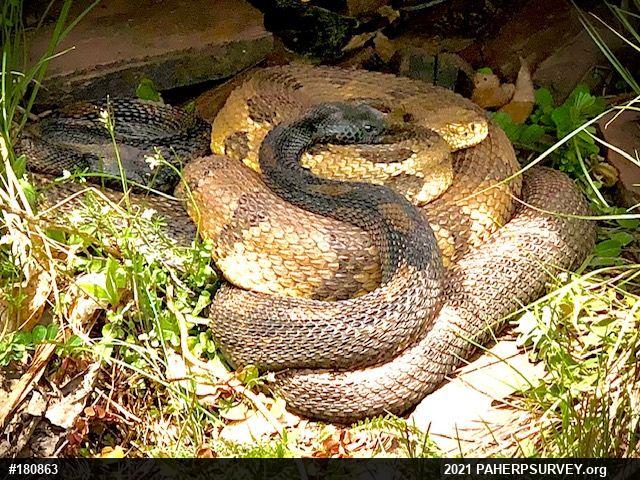 Timber Rattlesnake