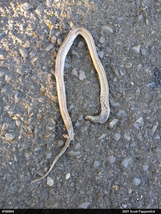 Dekay's Brownsnake