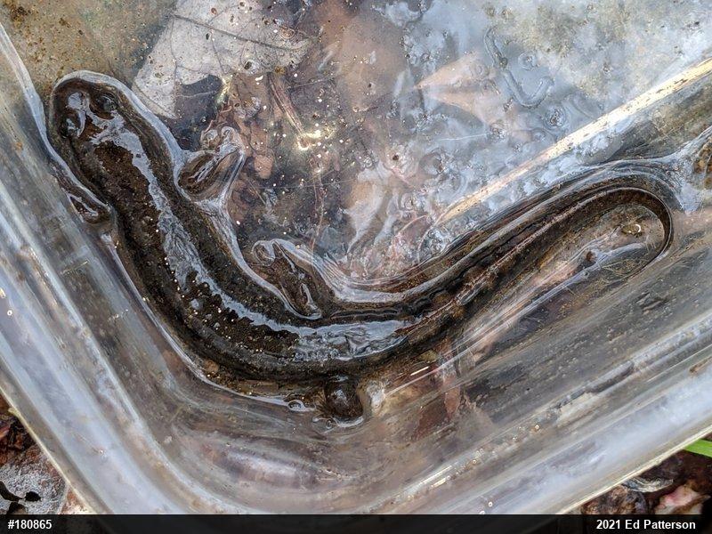 Seal Salamander