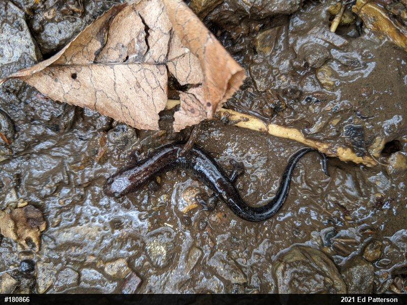 Allegheny Mountain Dusky Salamander