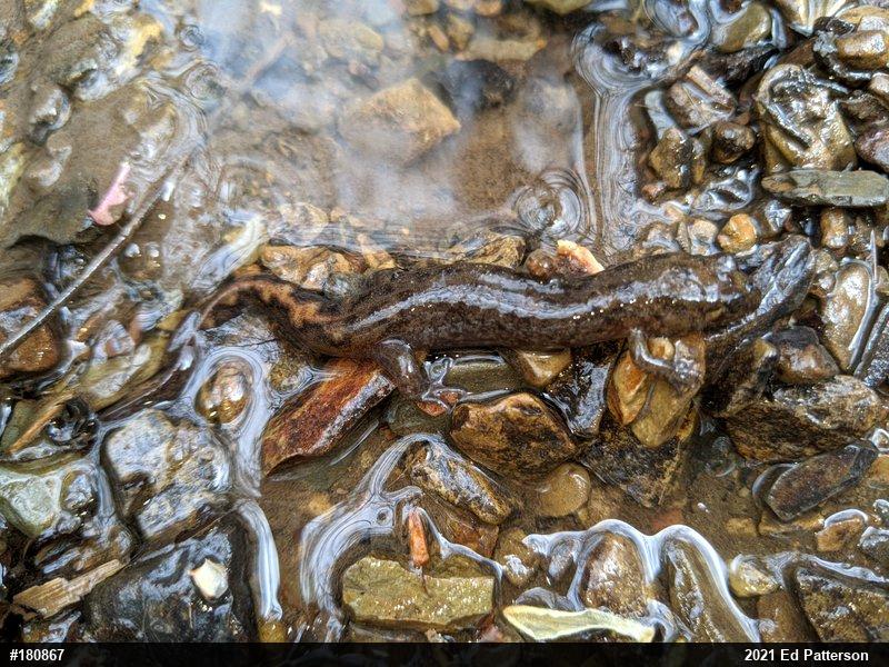 Seal Salamander