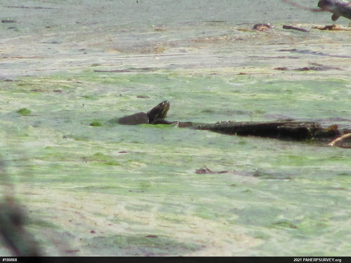 Painted Turtle