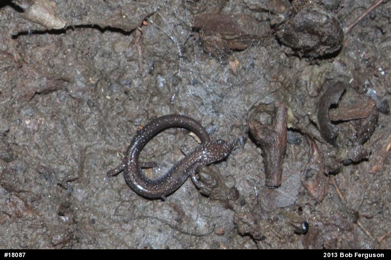 Eastern Red-backed  Salamander