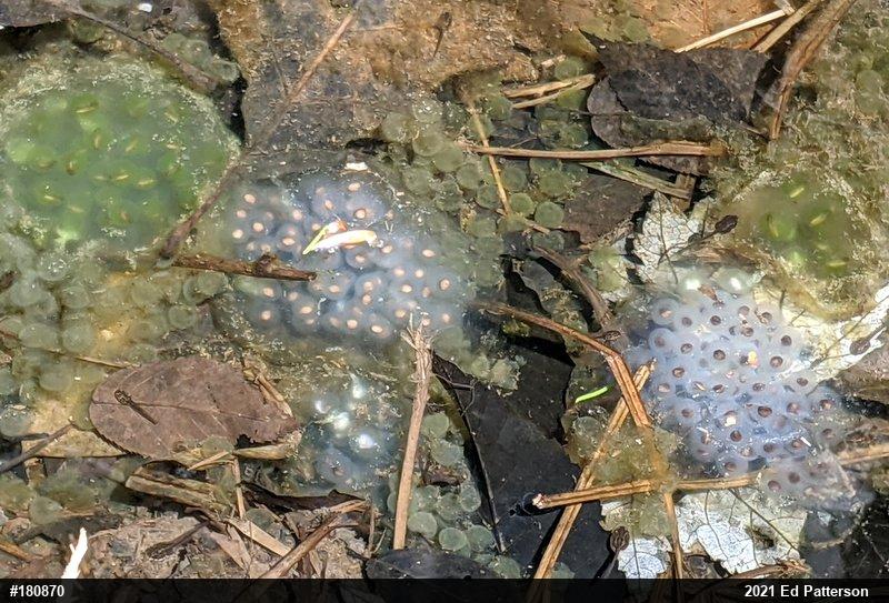 Spotted Salamander