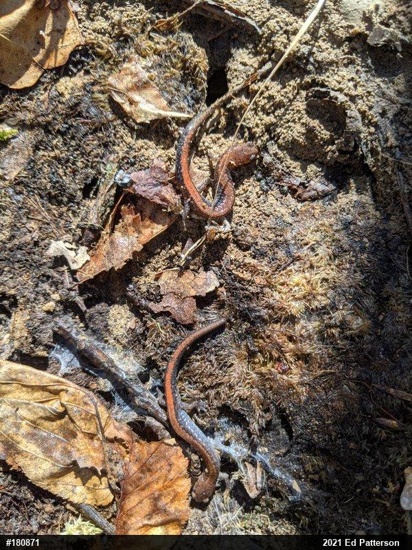 Eastern Red-backed  Salamander