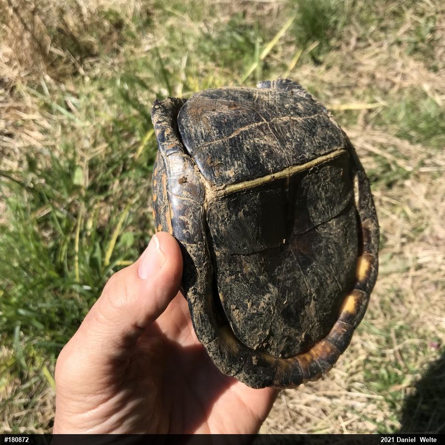 Eastern Box Turtle