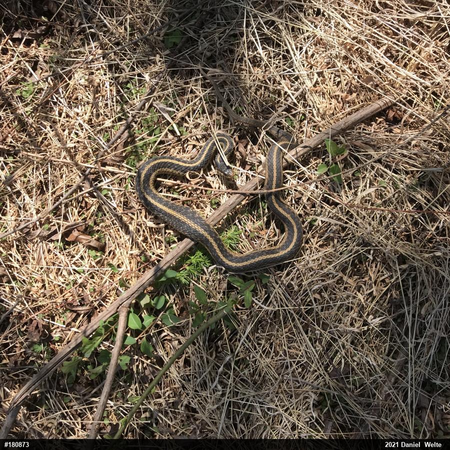 Eastern Gartersnake