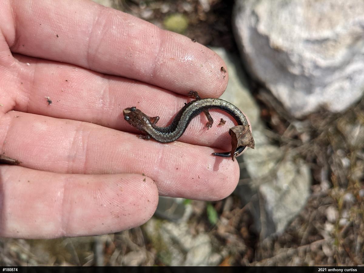 Eastern Red-backed  Salamander