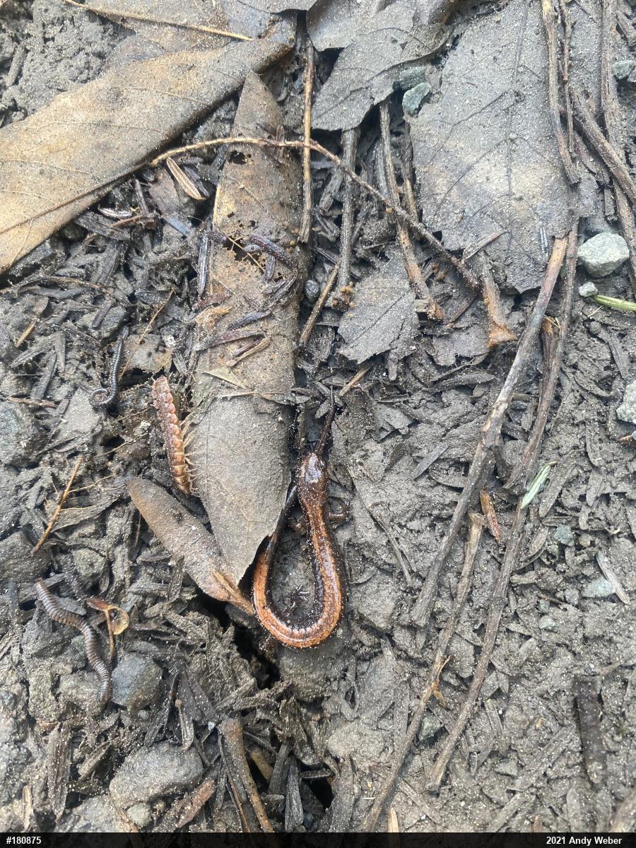 Eastern Red-backed  Salamander