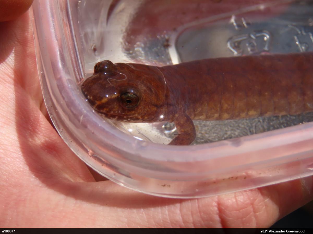 Northern Spring Salamander