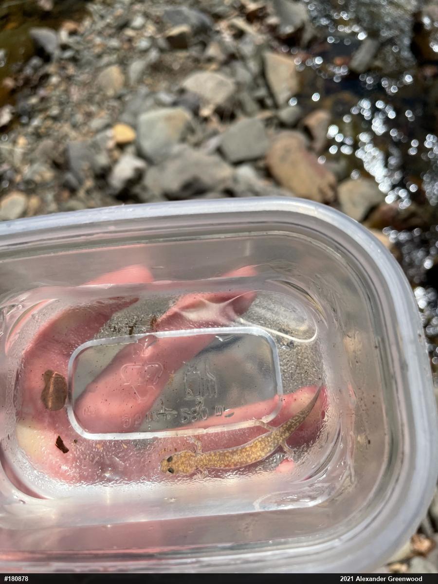 Northern Spring Salamander