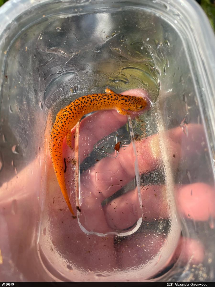 Northern Red Salamander