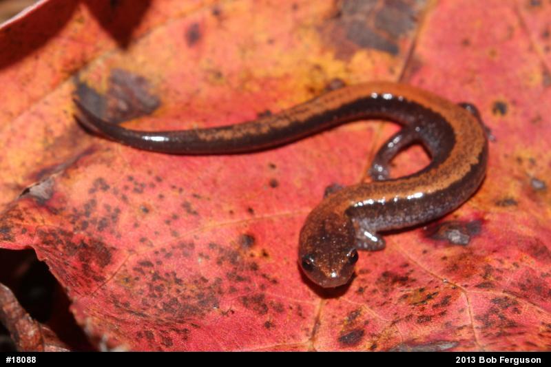 Eastern Red-backed  Salamander