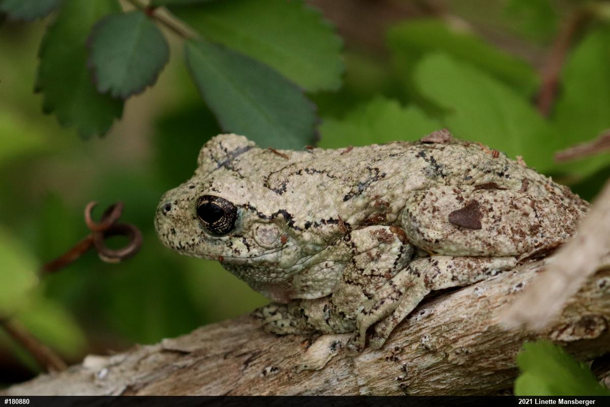 Unknown Gray Treefrog
