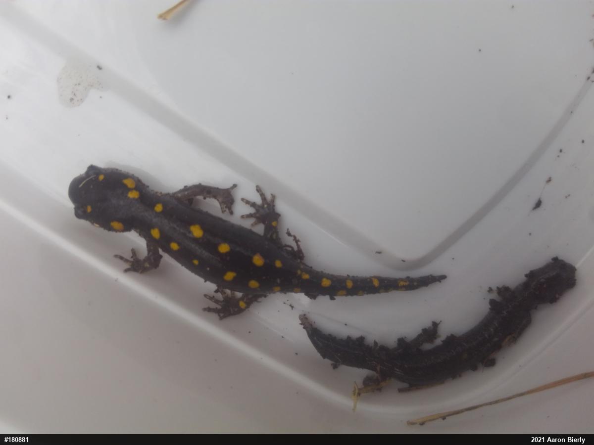 Spotted Salamander