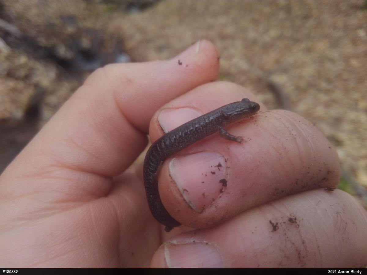 Eastern Red-backed  Salamander