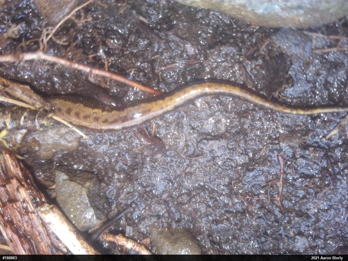 Allegheny Mountain Dusky Salamander