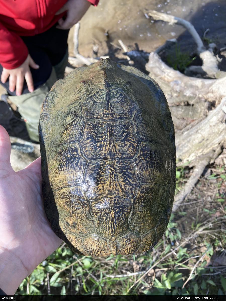 Wood Turtle