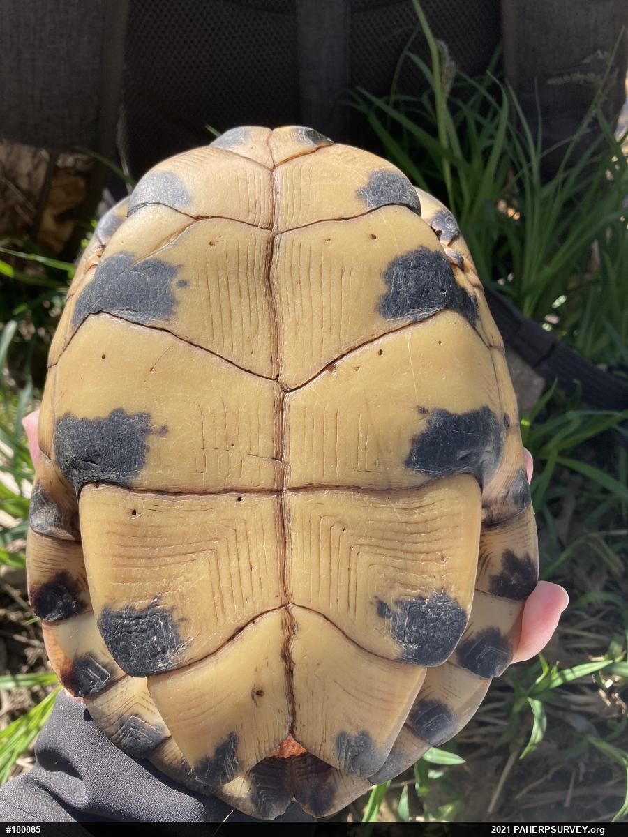 Wood Turtle