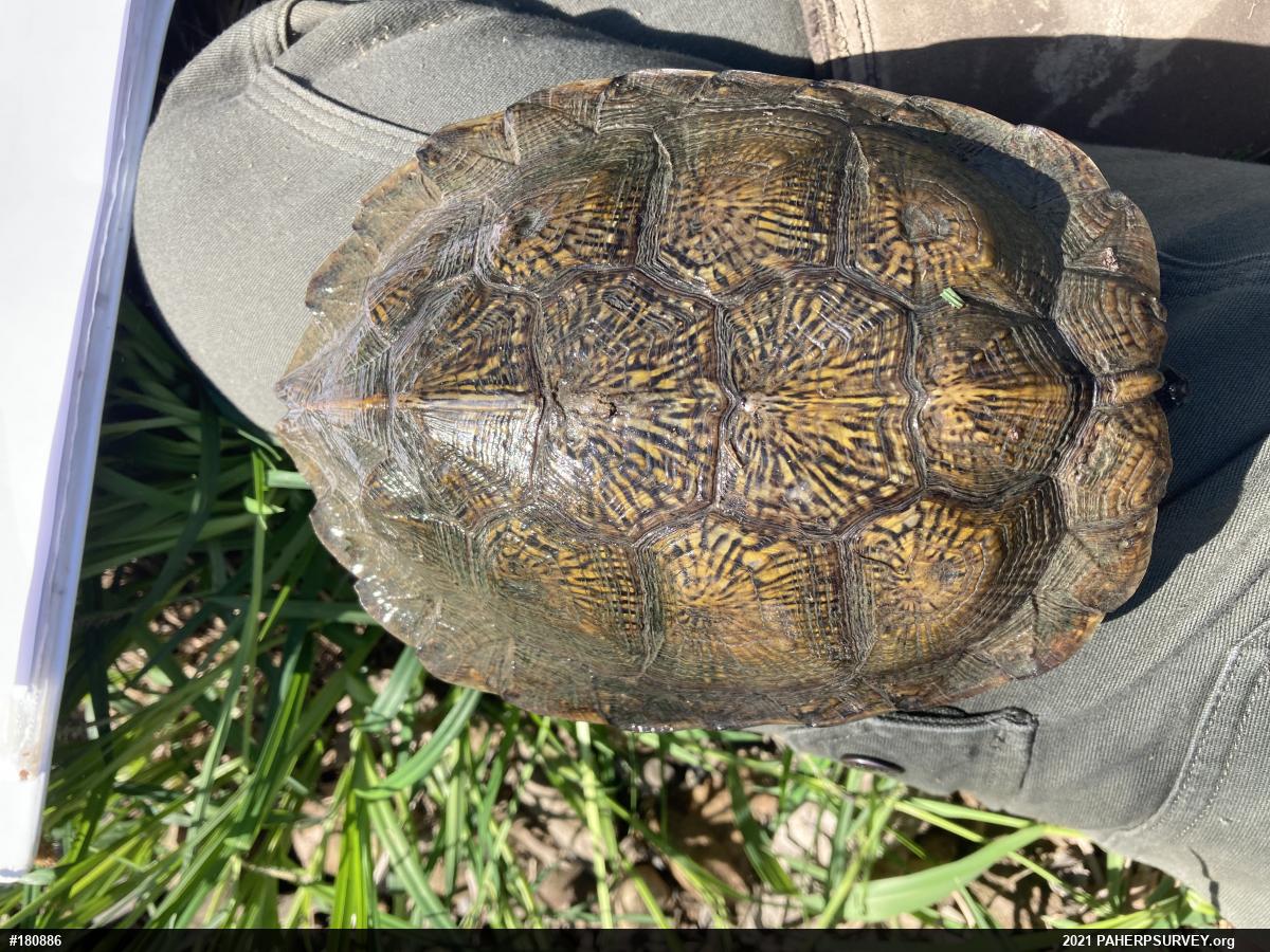 Wood Turtle